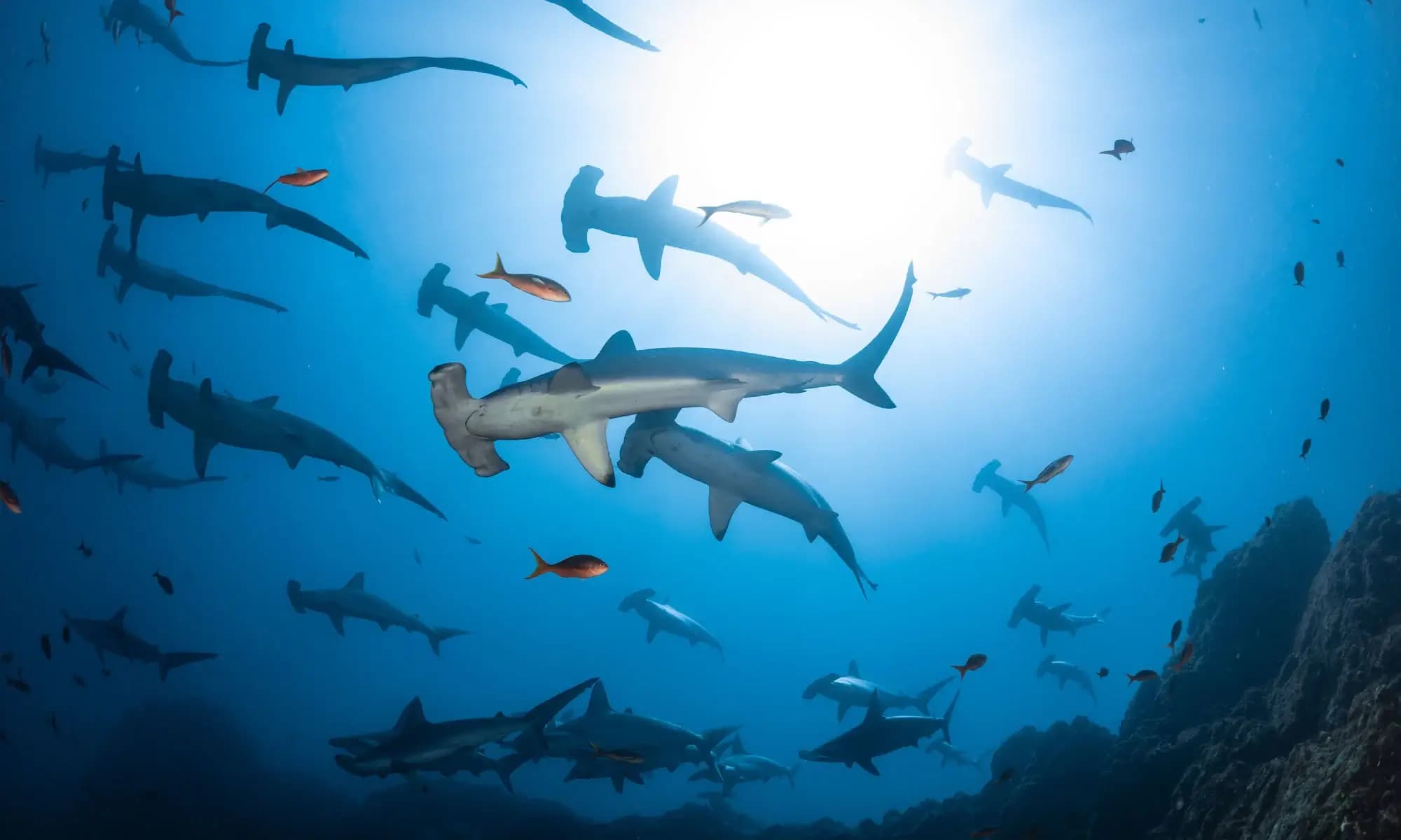 Galapagos Marine Reserve Diving: Explore a World-Class Ecosystem