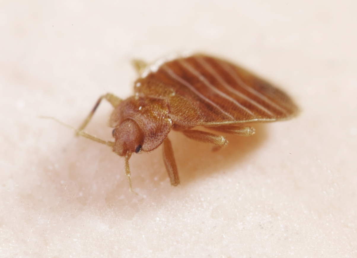 Eco Friendly Bed Bug Heat Treatment with Fast Results