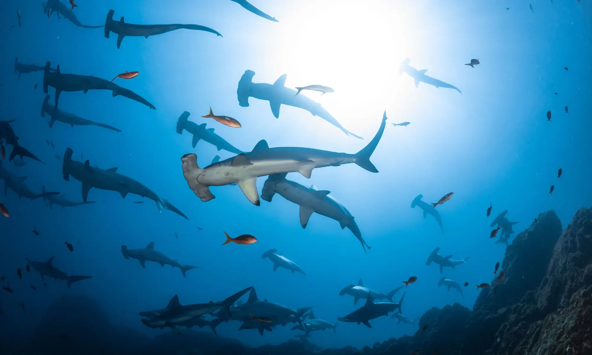 Galapagos Marine Reserve Diving: Explore a World-Class Ecosystem