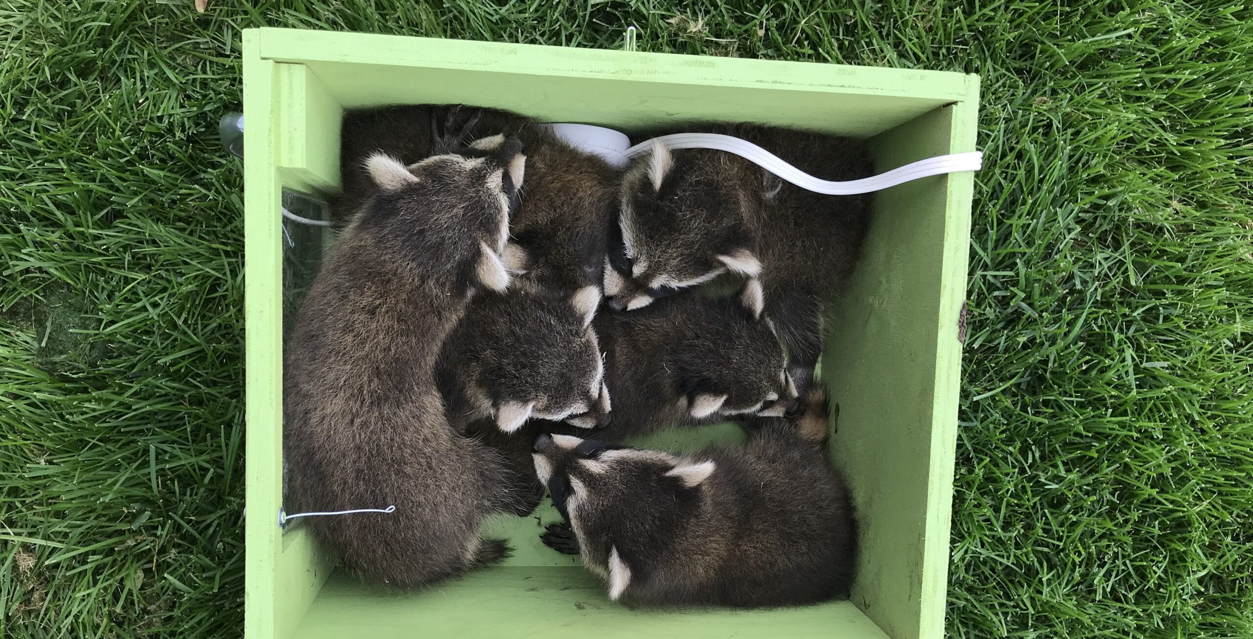Raccoon Removal Near Me from Experienced Specialists